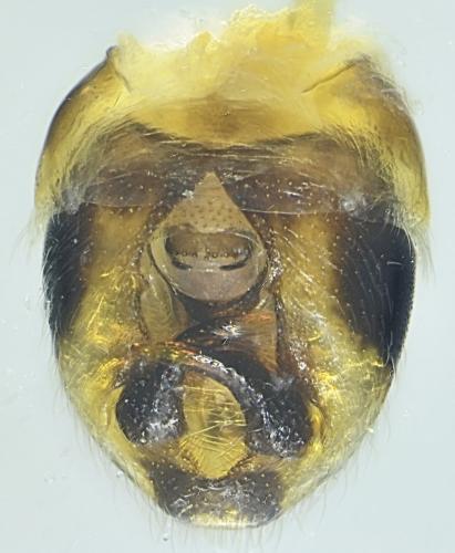 Réf. 354 009 : Nysius graminicola